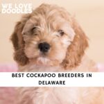 Cockapoo Breeders in Delaware