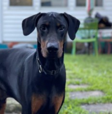 how do they get dobermans ears to stand up