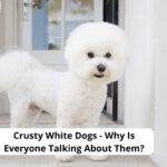 Crusty-White-Dogs-Why-Is-Everyone-Talking-About-Them-template