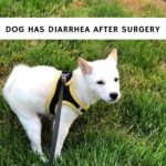 Dog Has Diarrhea After Surgery