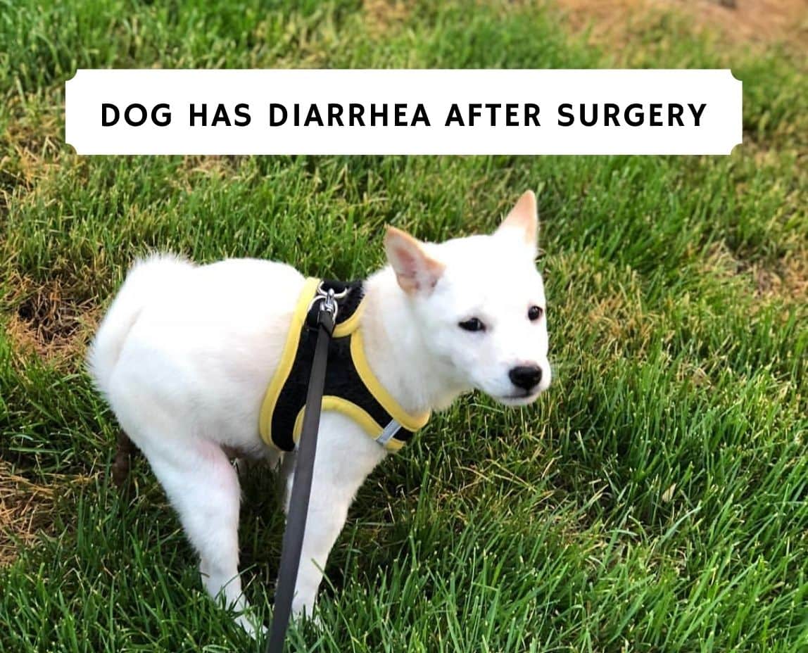 Can Dogs Get Diarrhea After Surgery