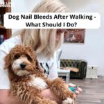 Dog Nail Bleeds After Walking