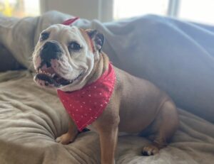 English Bulldog Breeders In South Carolina