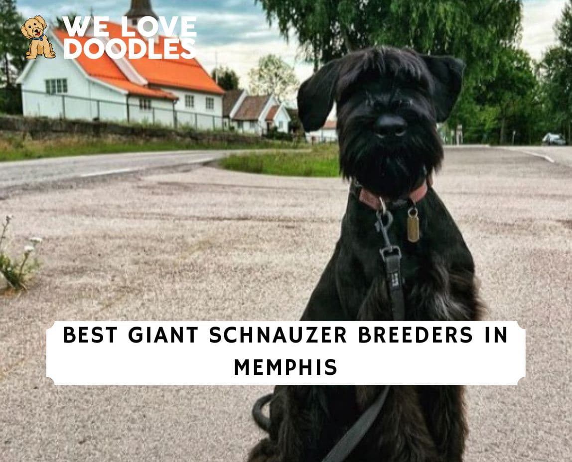 10 Best Giant Schnauzer Breeders in Memphis! (2024) We Love Doodles