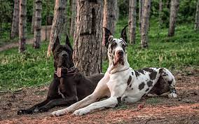 Great Danes