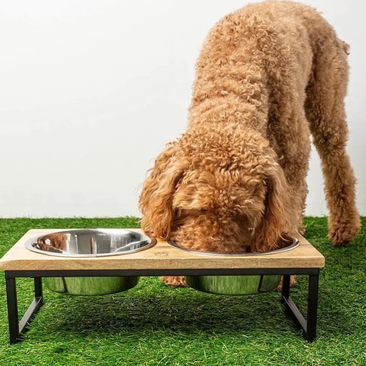 The 13 Best Dog Bowls for Goldendoodles!
