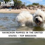 Havachon Puppies