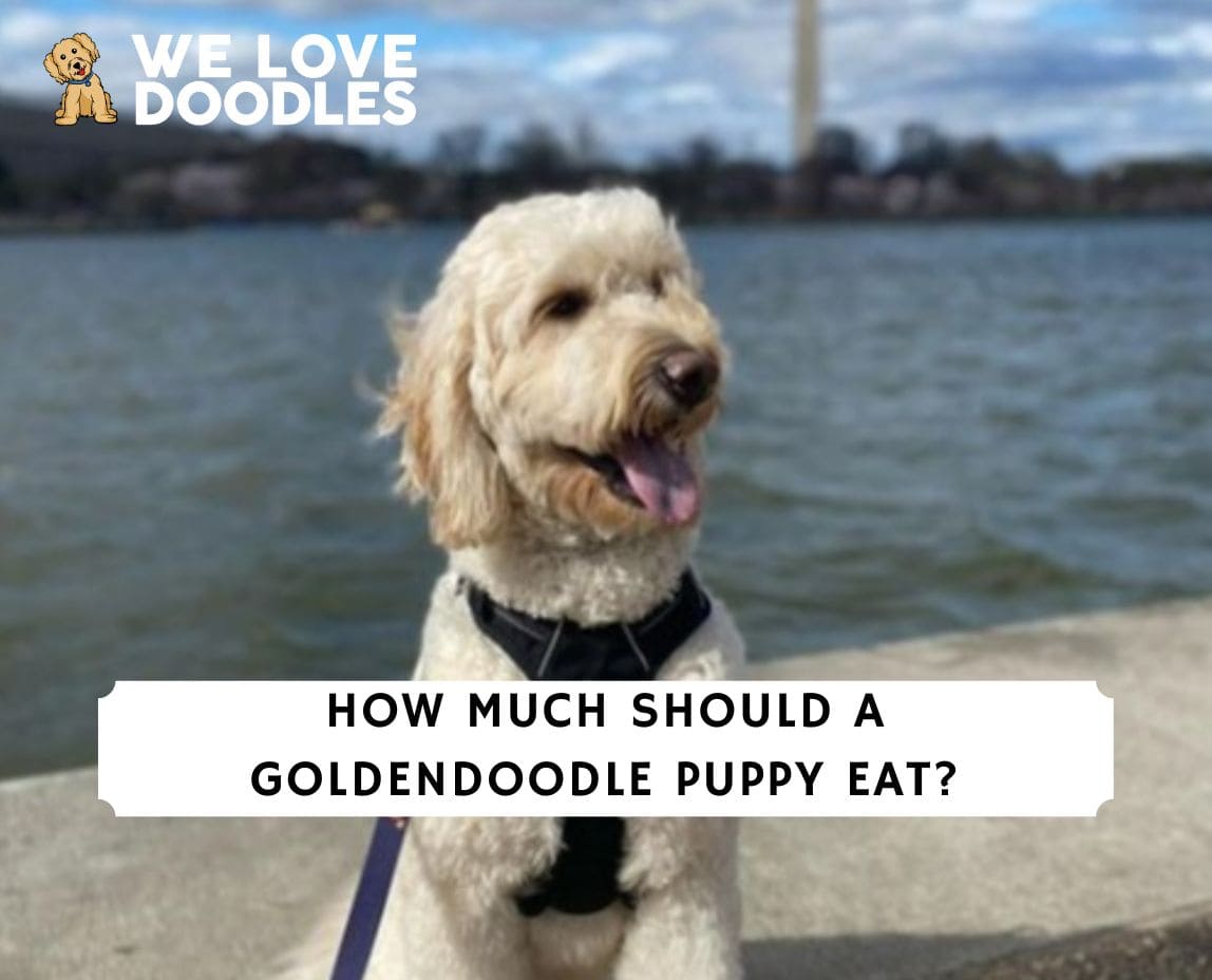 How Much Should a Goldendoodle Puppy Eat? (2023) We Love Doodles