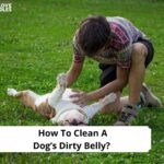 How-To-Clean-A-Dogs-Dirty-Belly-template
