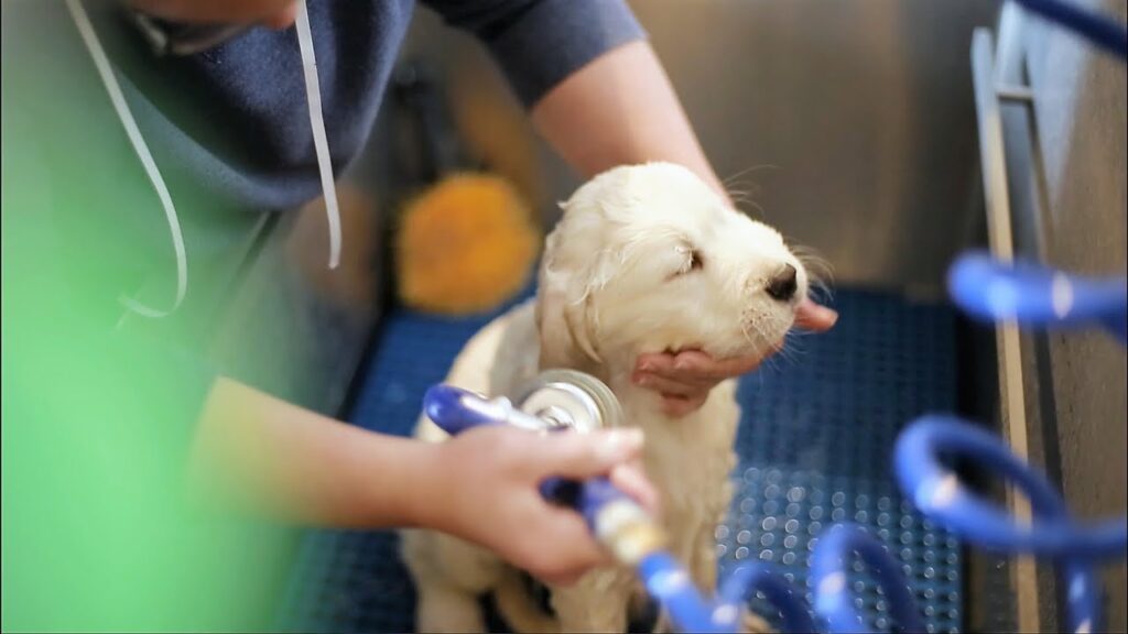 Is PuppySpot A Puppy Mill?