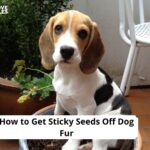 How to Get Sticky Seeds Off Dog Fur