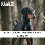 How to Make Doberman Ears Stand Up