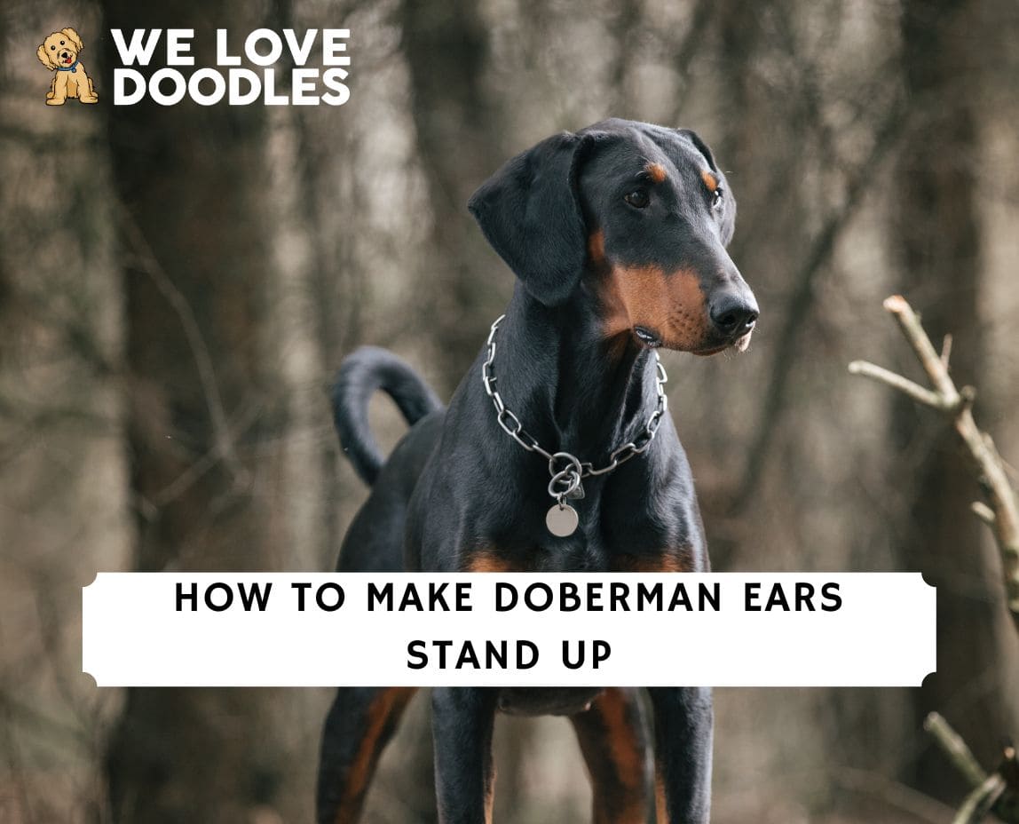 how do they get dobermans ears to stand up