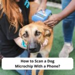 How-to-Scan-a-Dog-Microchip-with-a-Phone-template