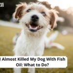 I Almost Killed My Dog With Fish Oil