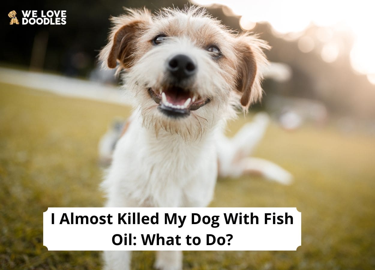 can dogs overdose on fish oil