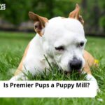 Is Premier Pups a Puppy Mill