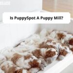 Is PuppySpot A Puppy Mill