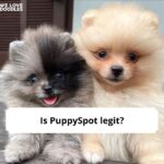 Is PuppySpot legit