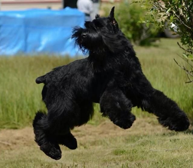 10 Best Giant Schnauzer Breeders in Memphis! (2024) We Love Doodles