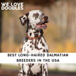 Long Haired Dalmatian Breeders