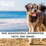 Mini Aussiedoodle