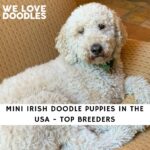 Mini Irish Doodle Puppies in the USA
