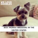 Morkie Breeders
