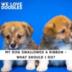 My Dog Swallowed a Ribbon