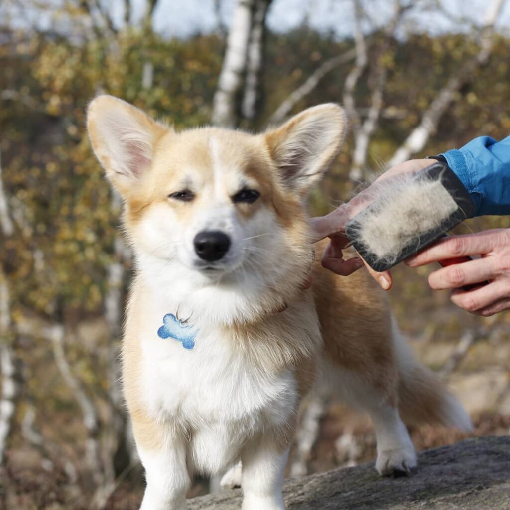 The 5 Best Brush for the