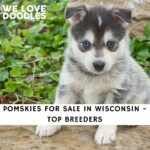 Pomskies For Sale in Wisconsin