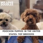 Poochon Puppies