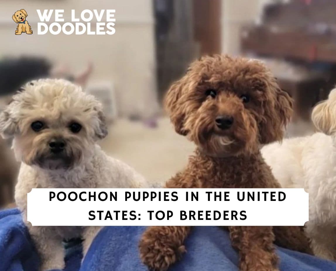 Poochon Puppies in the United States: Top 6 Breeders! (2023) - We Love 