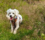 Poodle Breeders in Montana