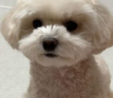 PuppySpot's Poodles For Montana