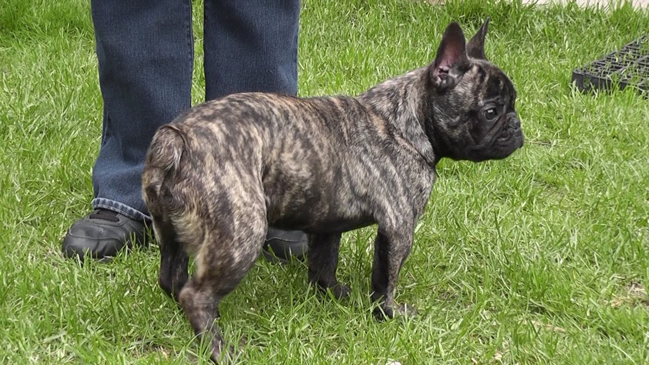 What Is a Reverse Brindle Dog? (2023) We Love Doodles