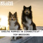 Sheltie Puppies In Connecticut Top Breeders