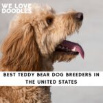 Teddy Bear Dog Breeders