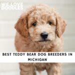 Teddy Bear Dog Breeders in Michigan