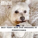 Teddy Bear Dog Breeders in Pennsylvania