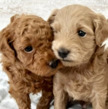 Teddy Bear Puppies For Sale in Michigan