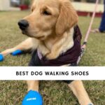 Best Dog Walking Shoes