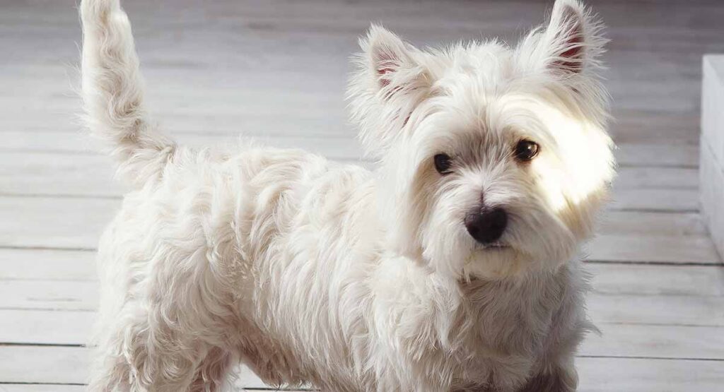 Crusty White Dogs Why Is Everyone Talking About Them? (2023) We
