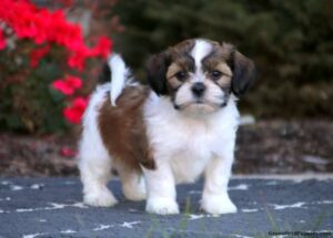 little brown teddy bear dog