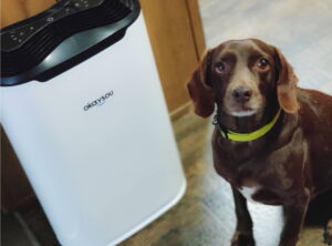 will an air purifier help with dog hair