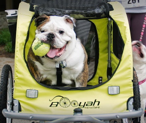 Dog stroller clearance for english bulldog