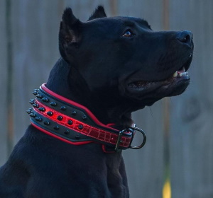 are spiked collars used for training dogs