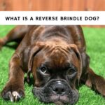 What Is a Reverse Brindle Dog