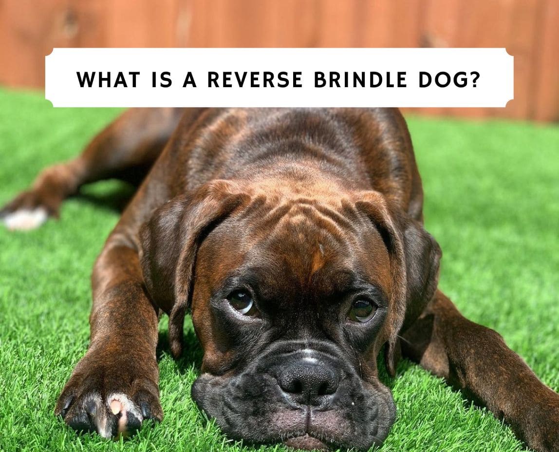 what is a reverse brindle boxer