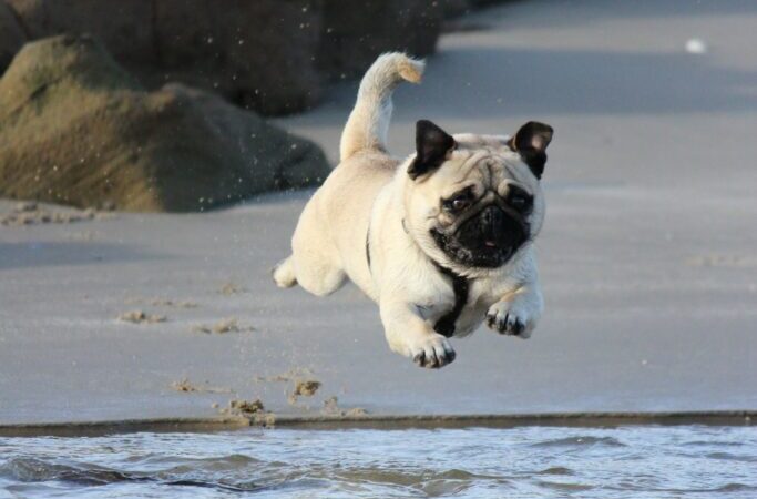 Why is PuppySpot so expensive? (2022) - We Love Doodles